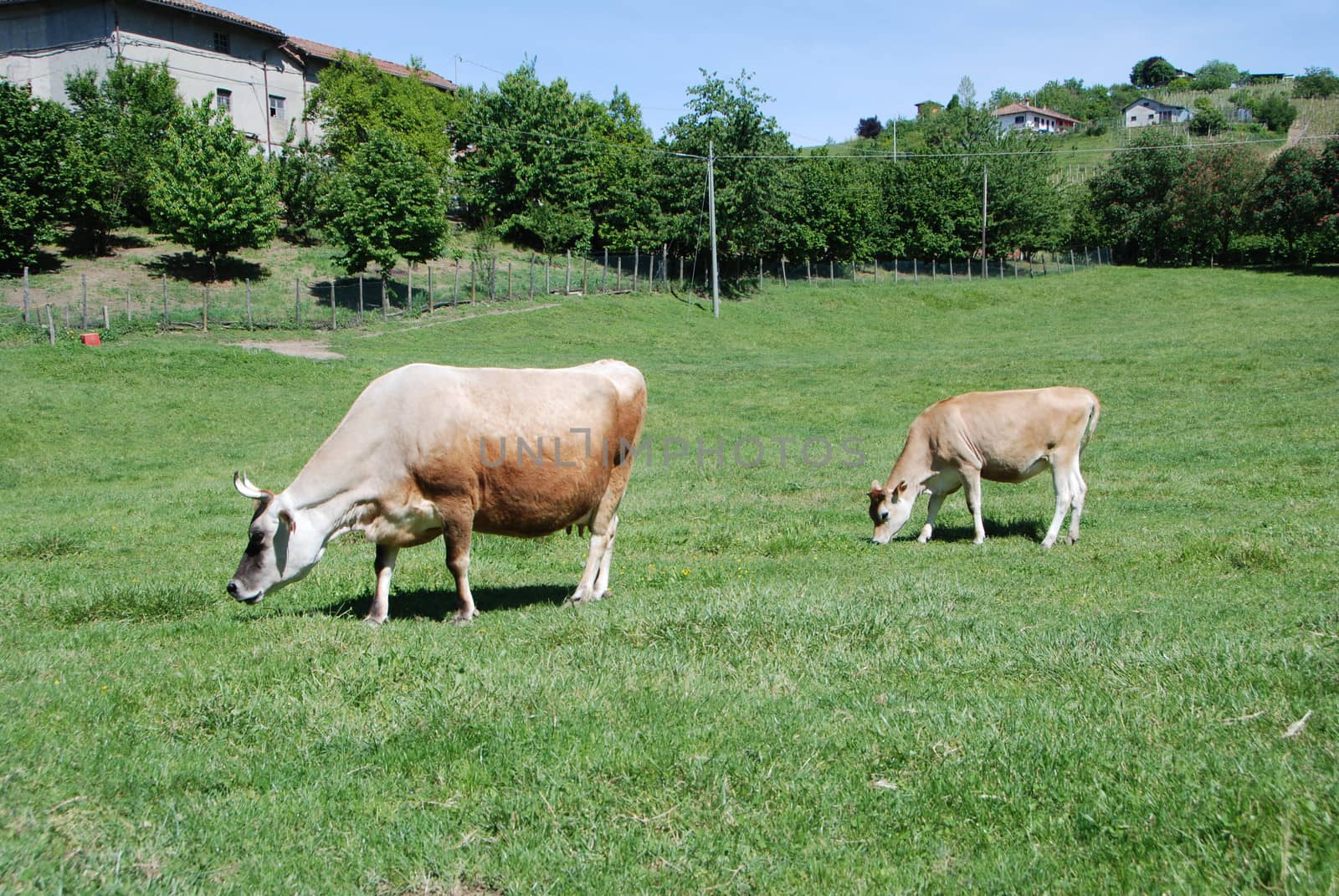 Cows grazing by cosca