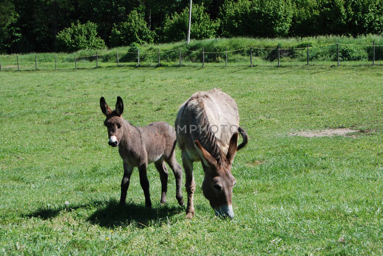 Free donkeys grazing in a meadow