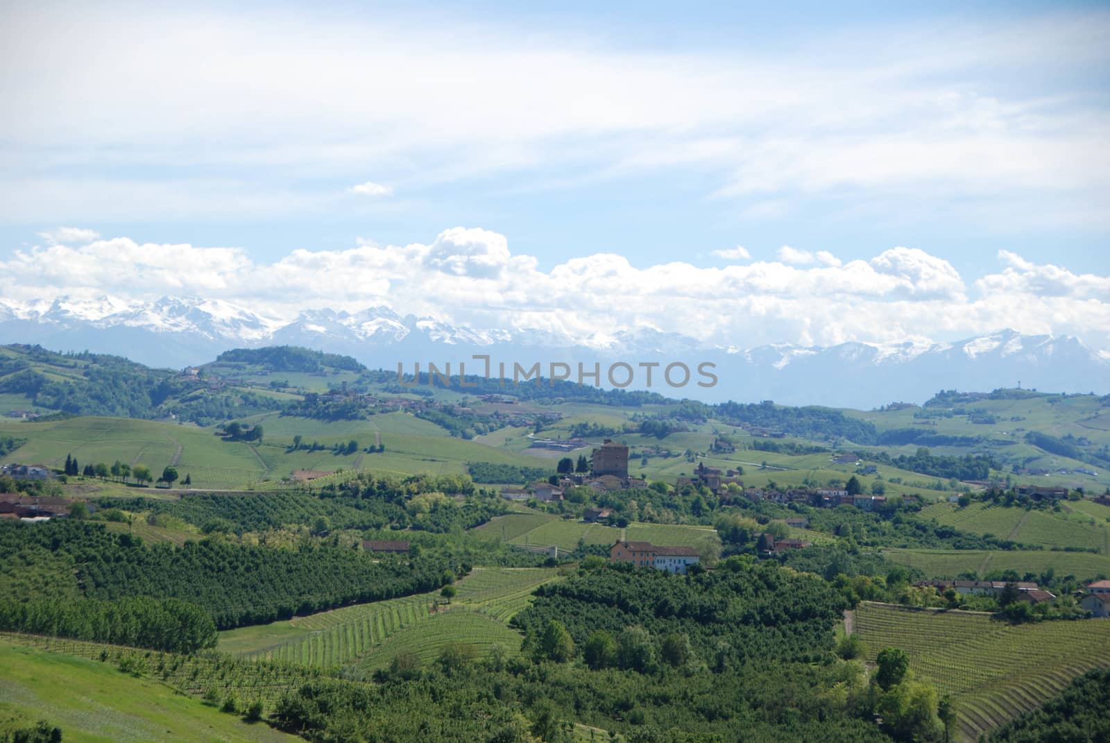 Vineyards of Langhe, Piedmont - Italy by cosca