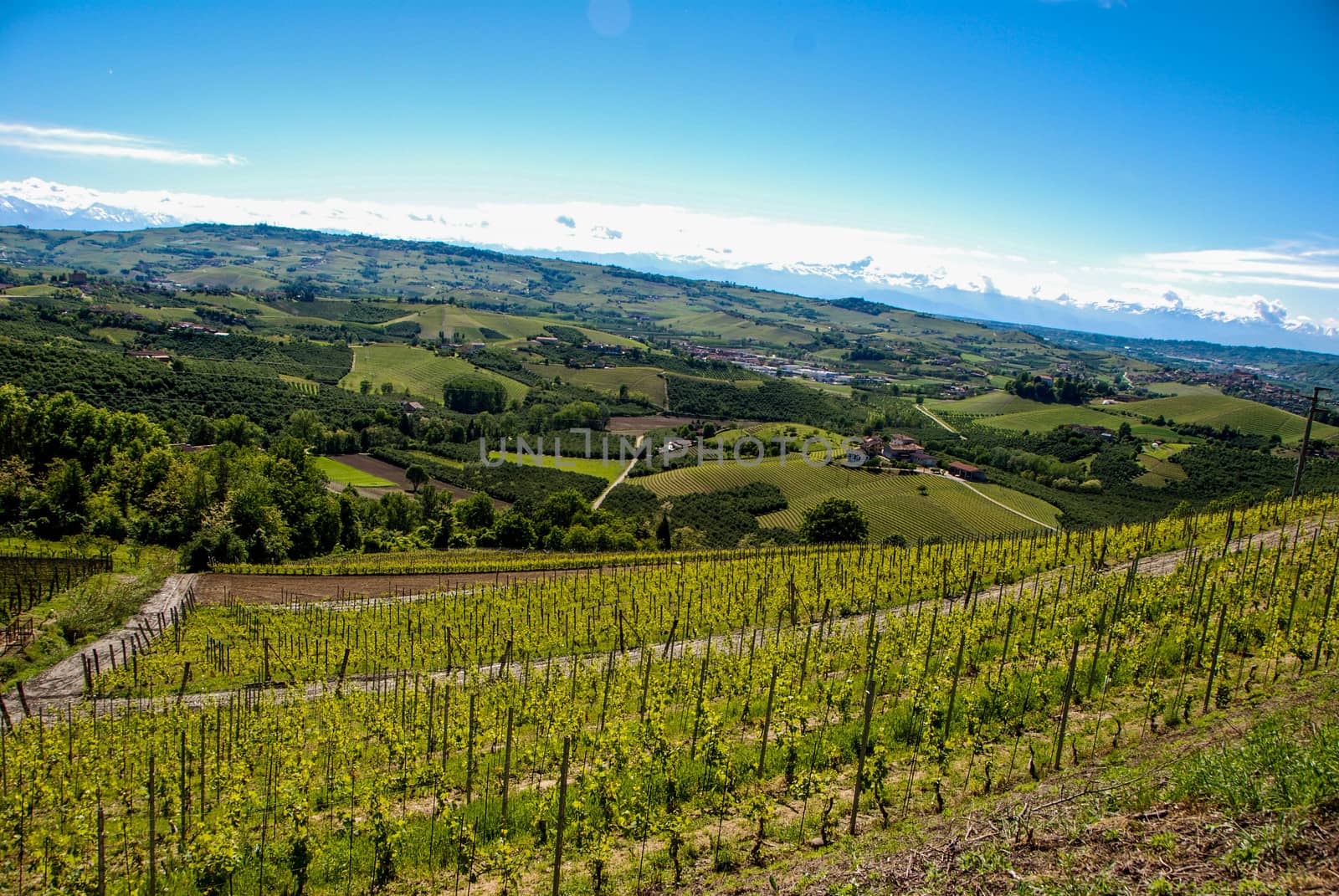 View of Langhe hills with vineyards and the Alps mountains in the background, Piedmont - Italy