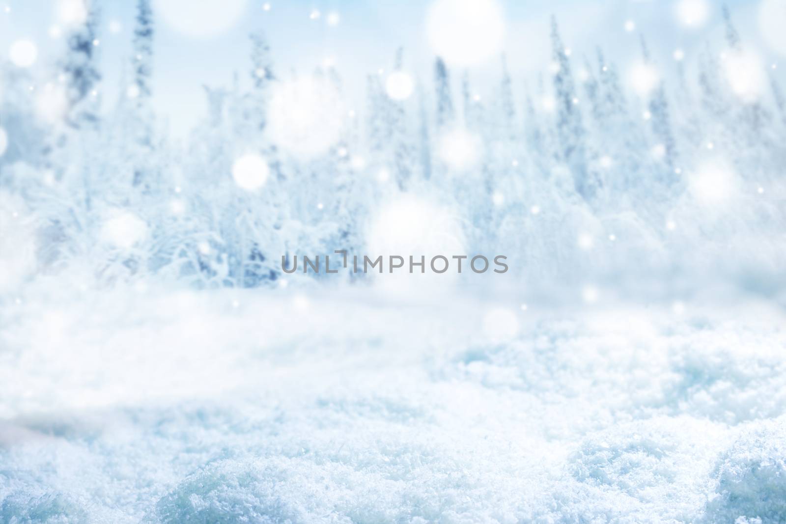 Landscape of snow covered forest of fir trees