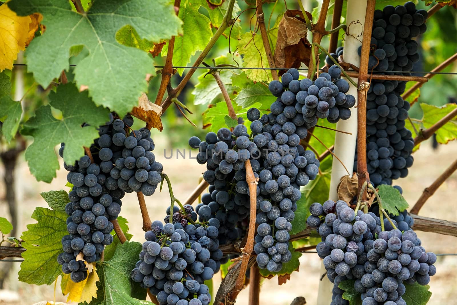 Vineyards waiting for harvest by cosca