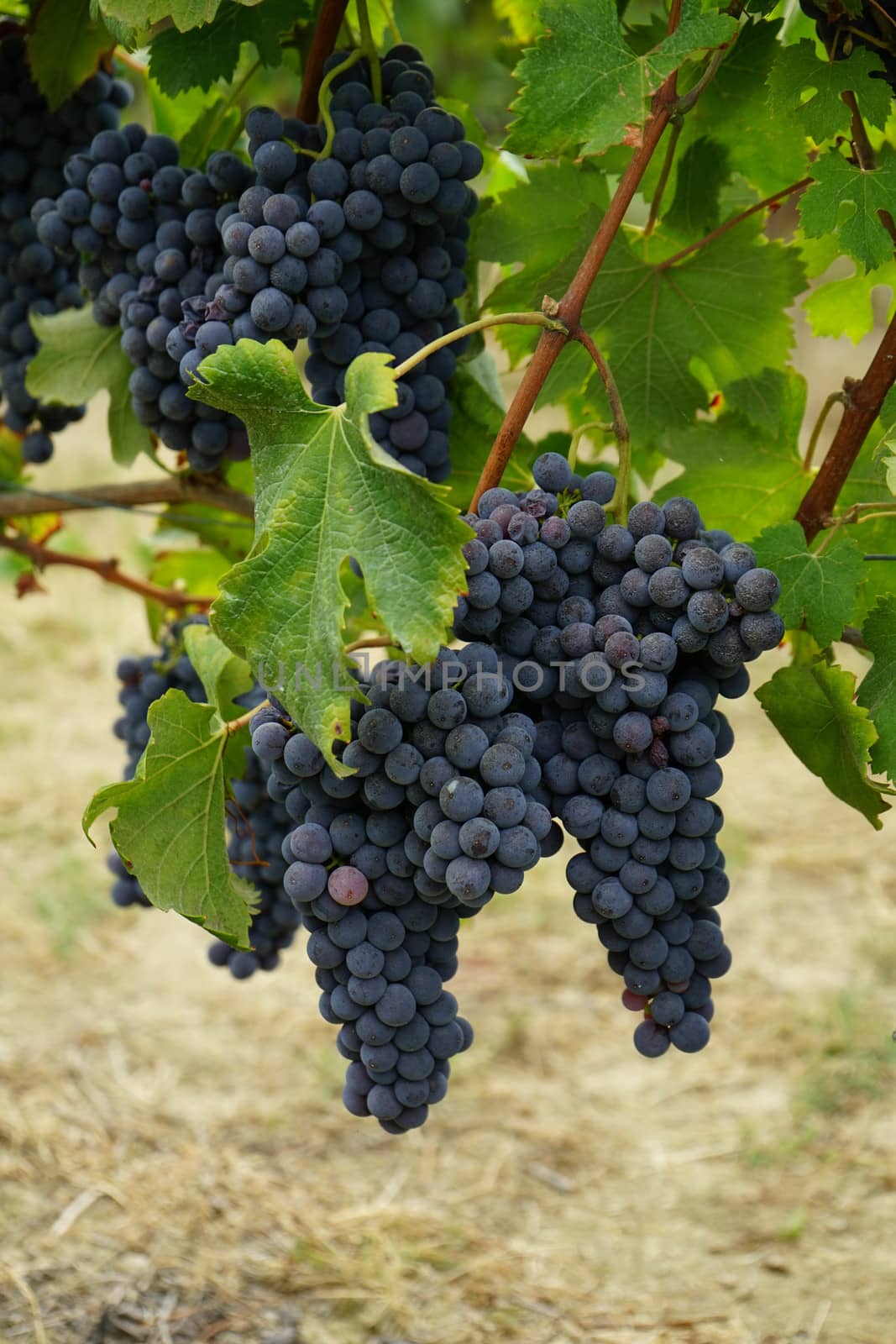 Vineyards waiting for harvest by cosca