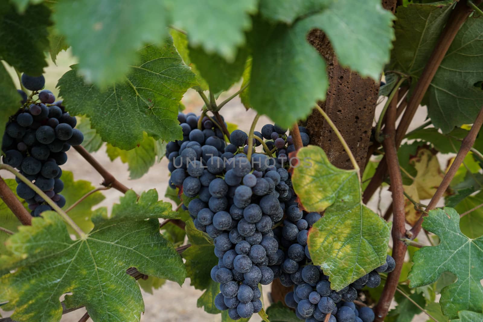 Vineyards waiting for harvest by cosca