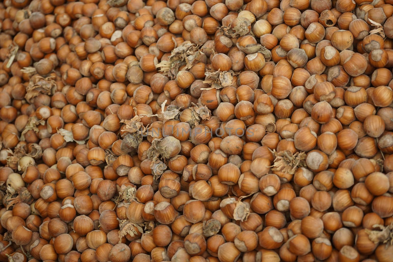 Hazelnuts just picked up in Cortemilia, Piedmont - Italy