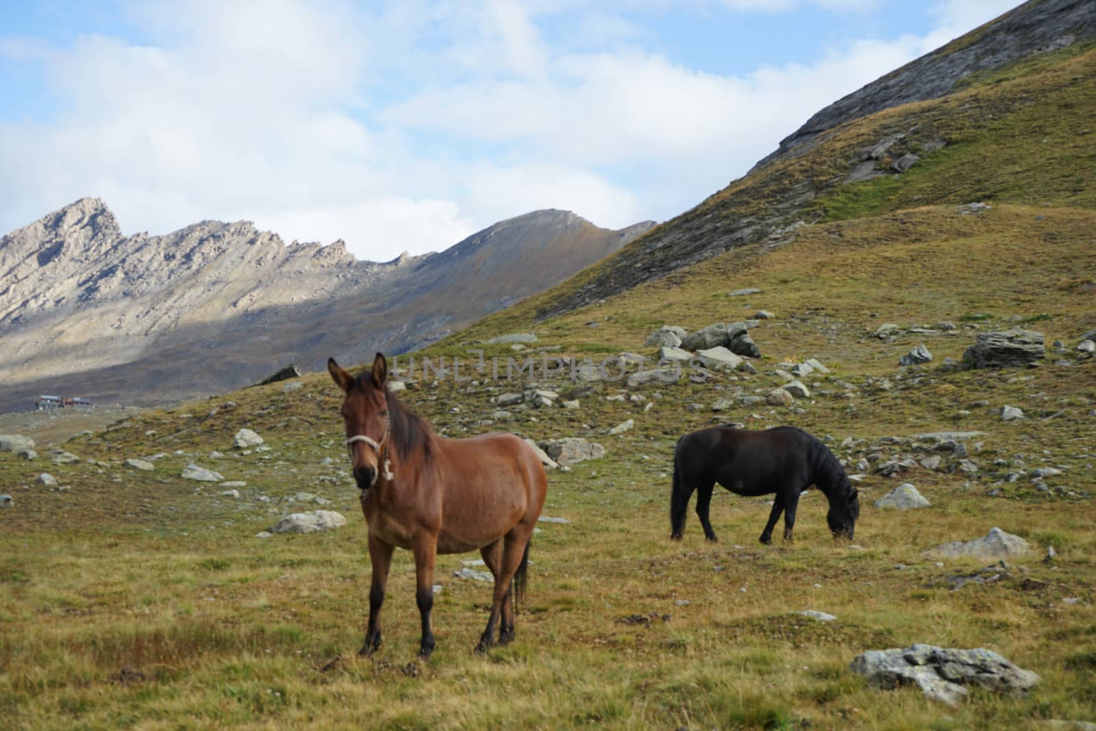 Horses around the mountain Monviso, Piedmont - Italy by cosca