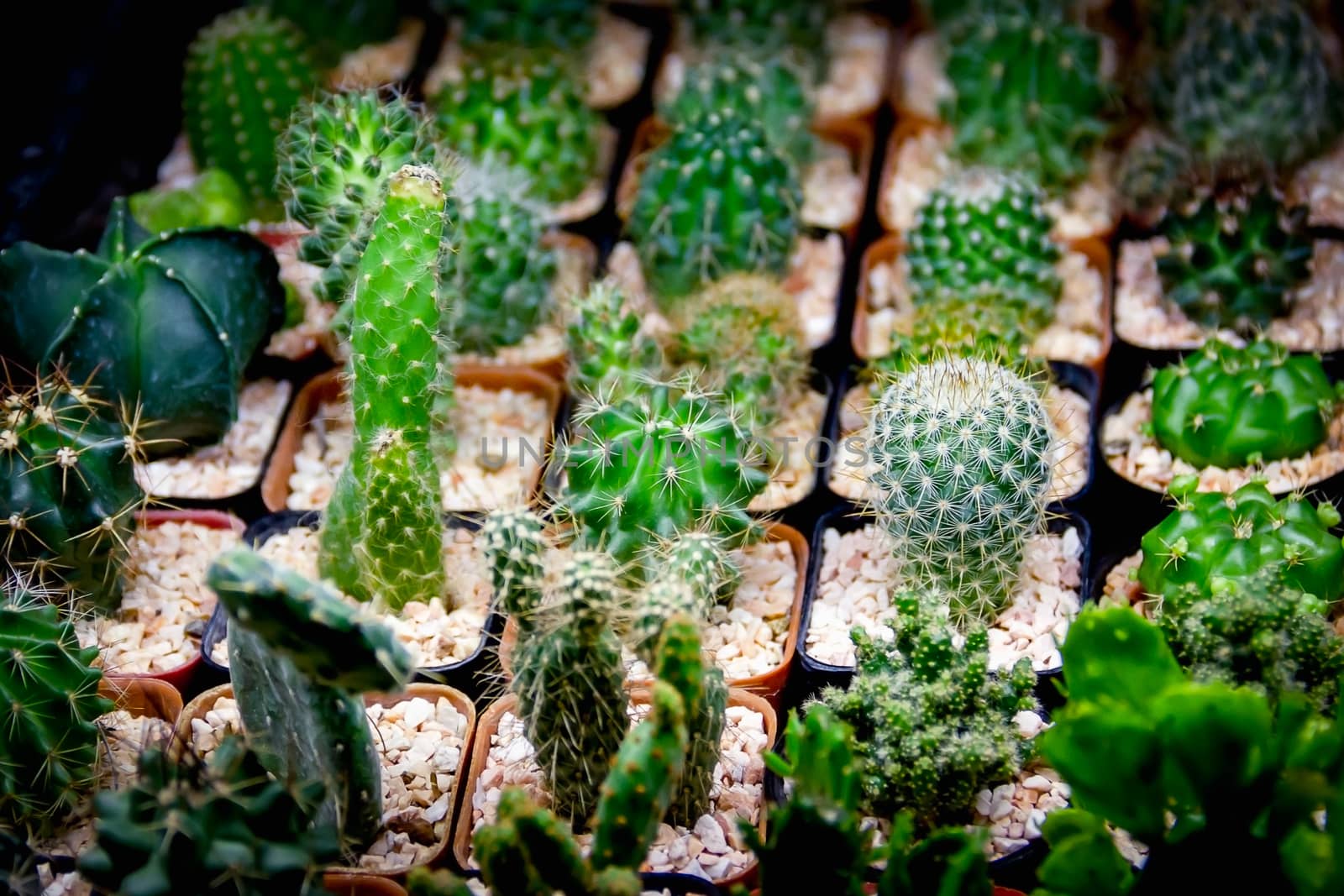 Closeup Green cactus in a pot dark background