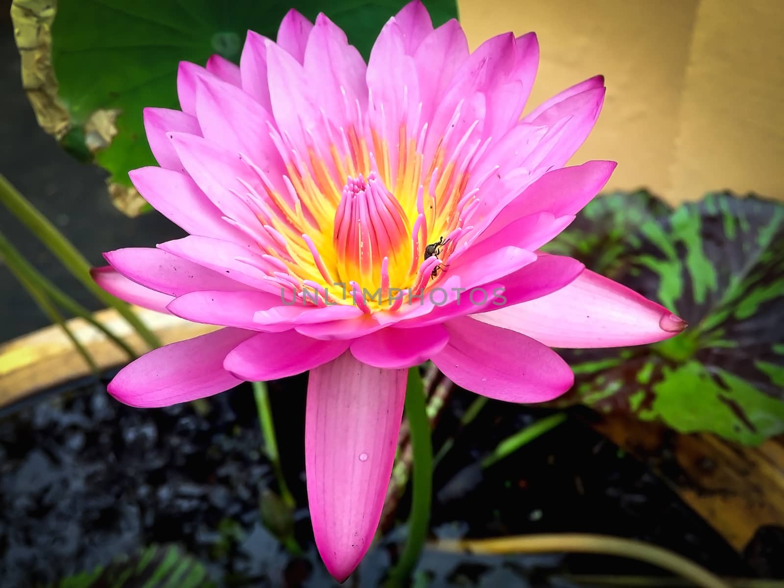 Closeup pink lotus on blurry background