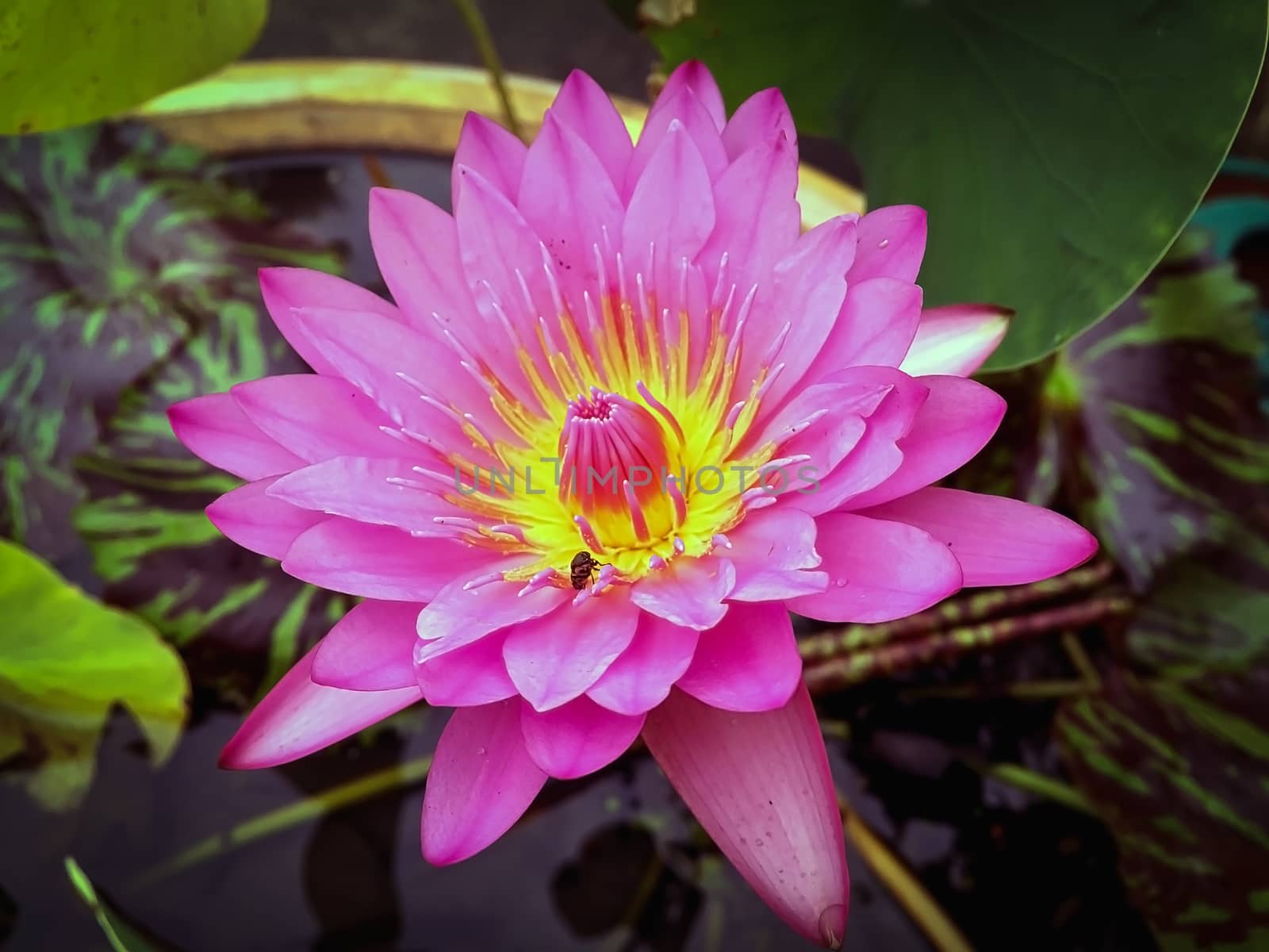 Closeup pink lotus on blurry background