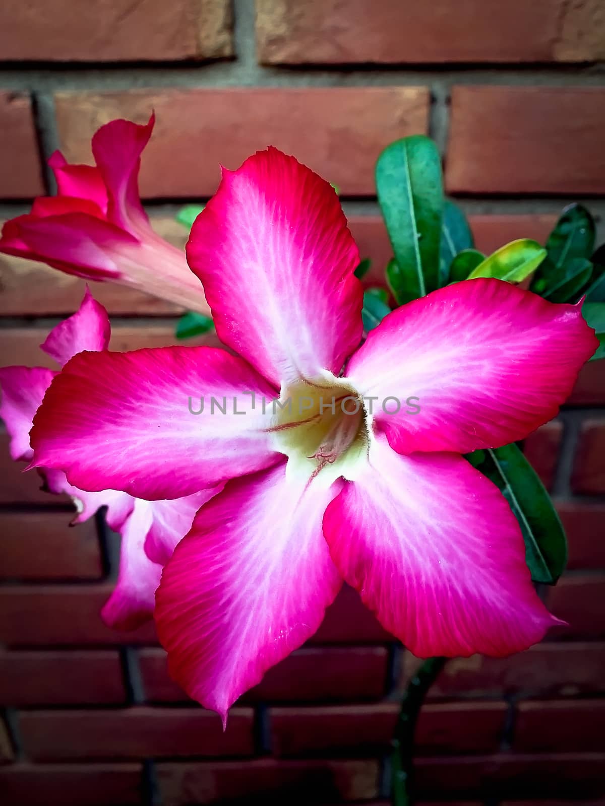 Closeup pink azalea flowers on dark background