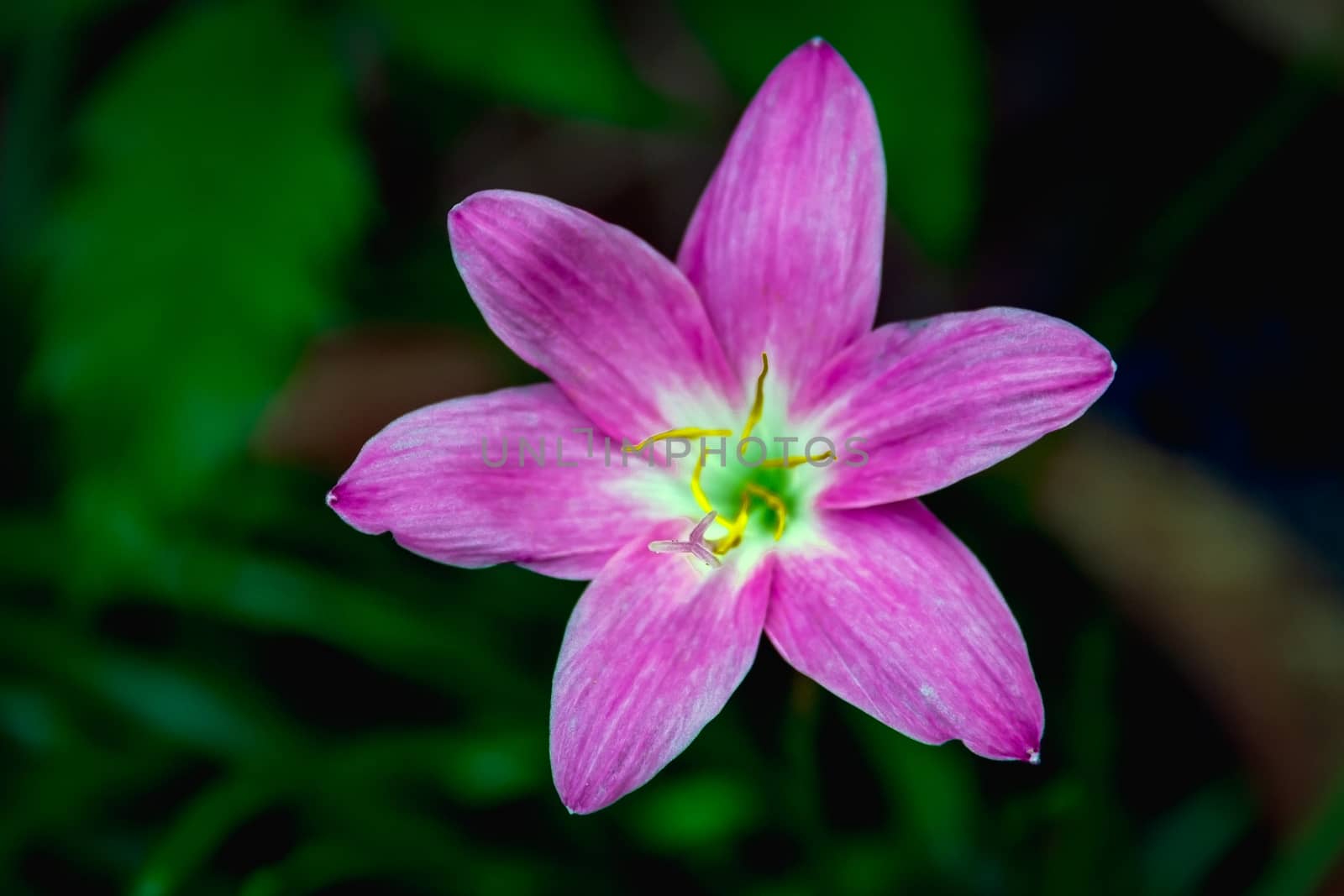 Closeup purple flower on blurry background