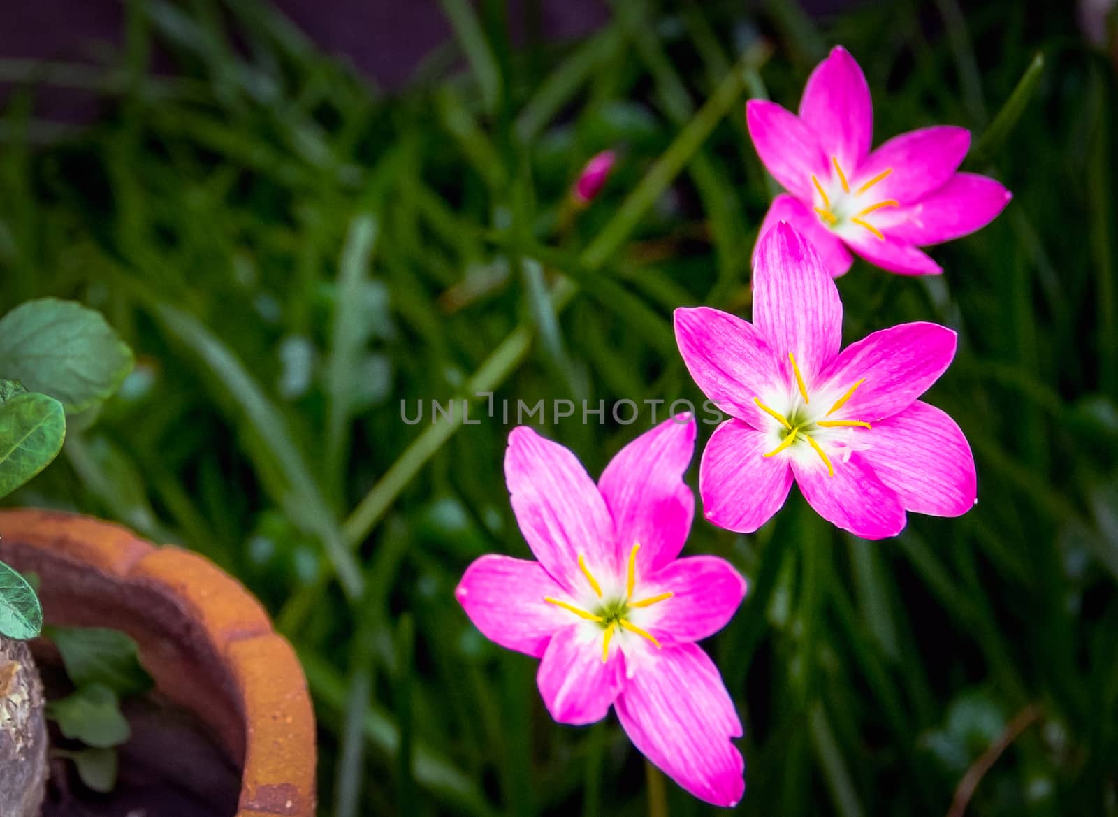 Closeup purple flower on blurry background