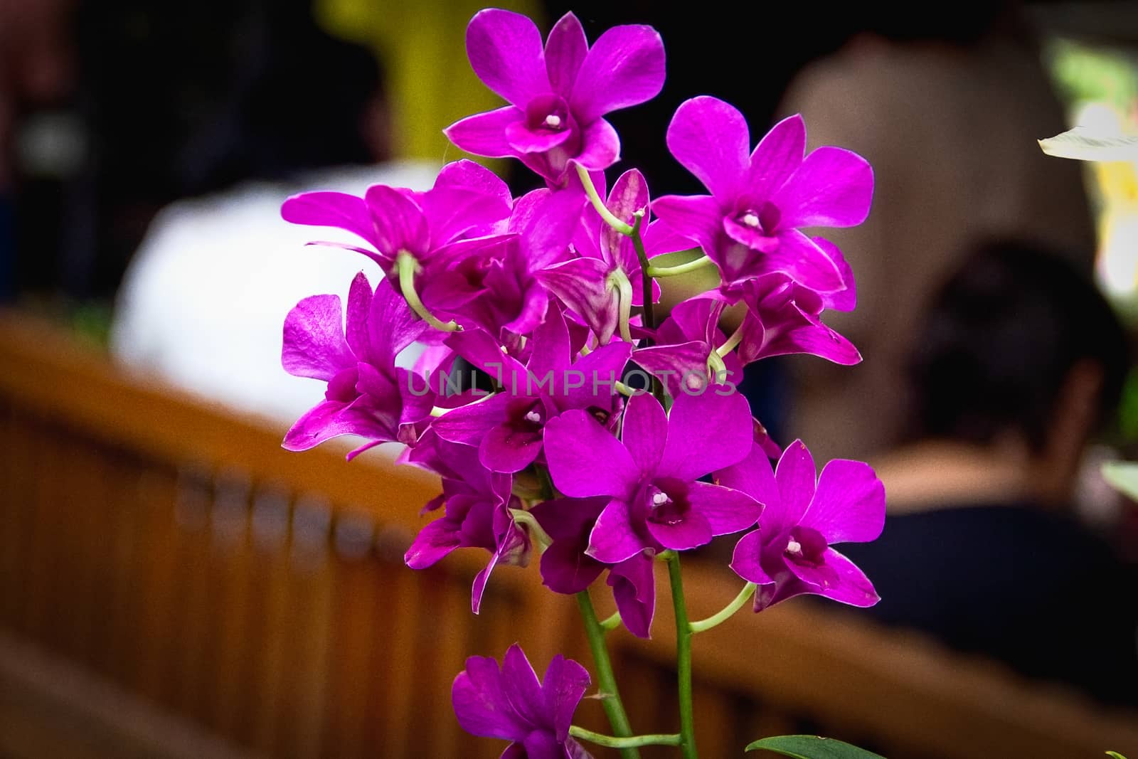 Closeup purple orchid on blurry background