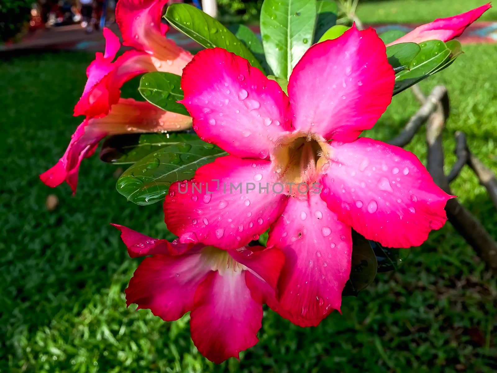 Closeup pink azalea flowers on dark background