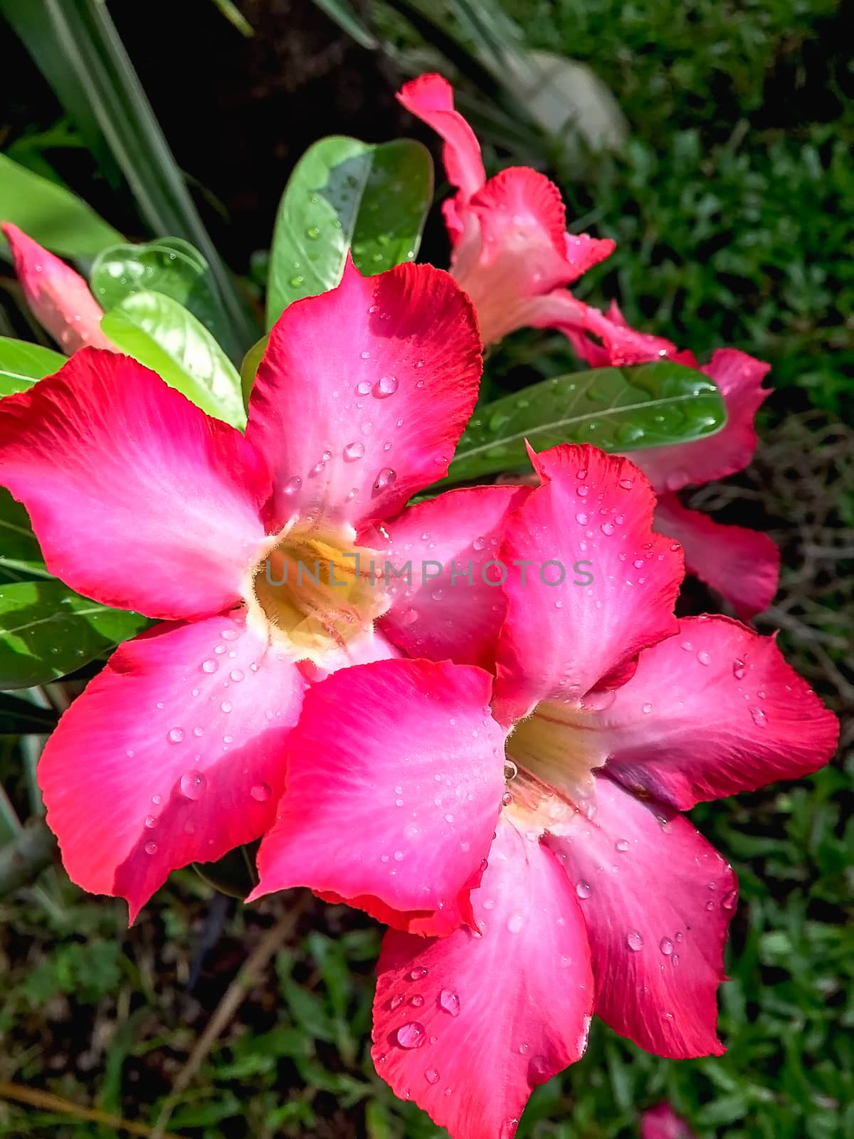 Closeup pink azalea flowers on dark background