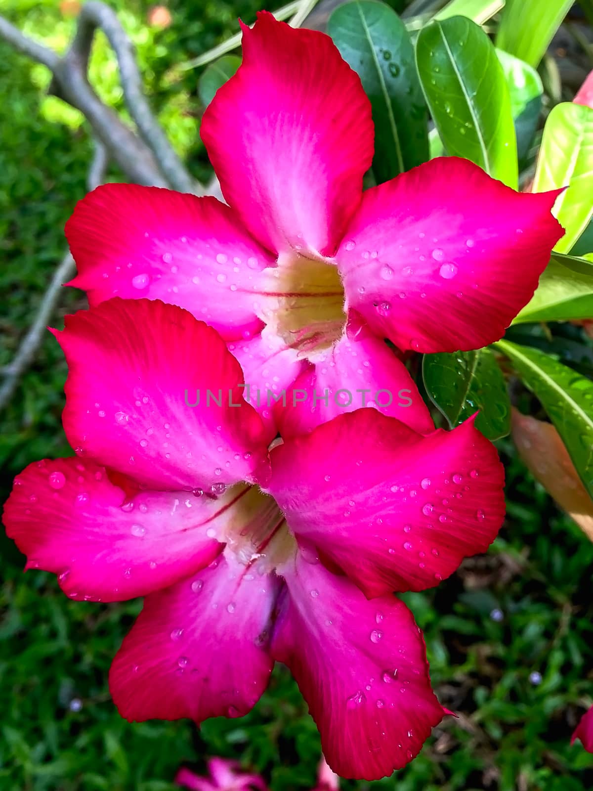 Closeup pink azalea flowers on dark background