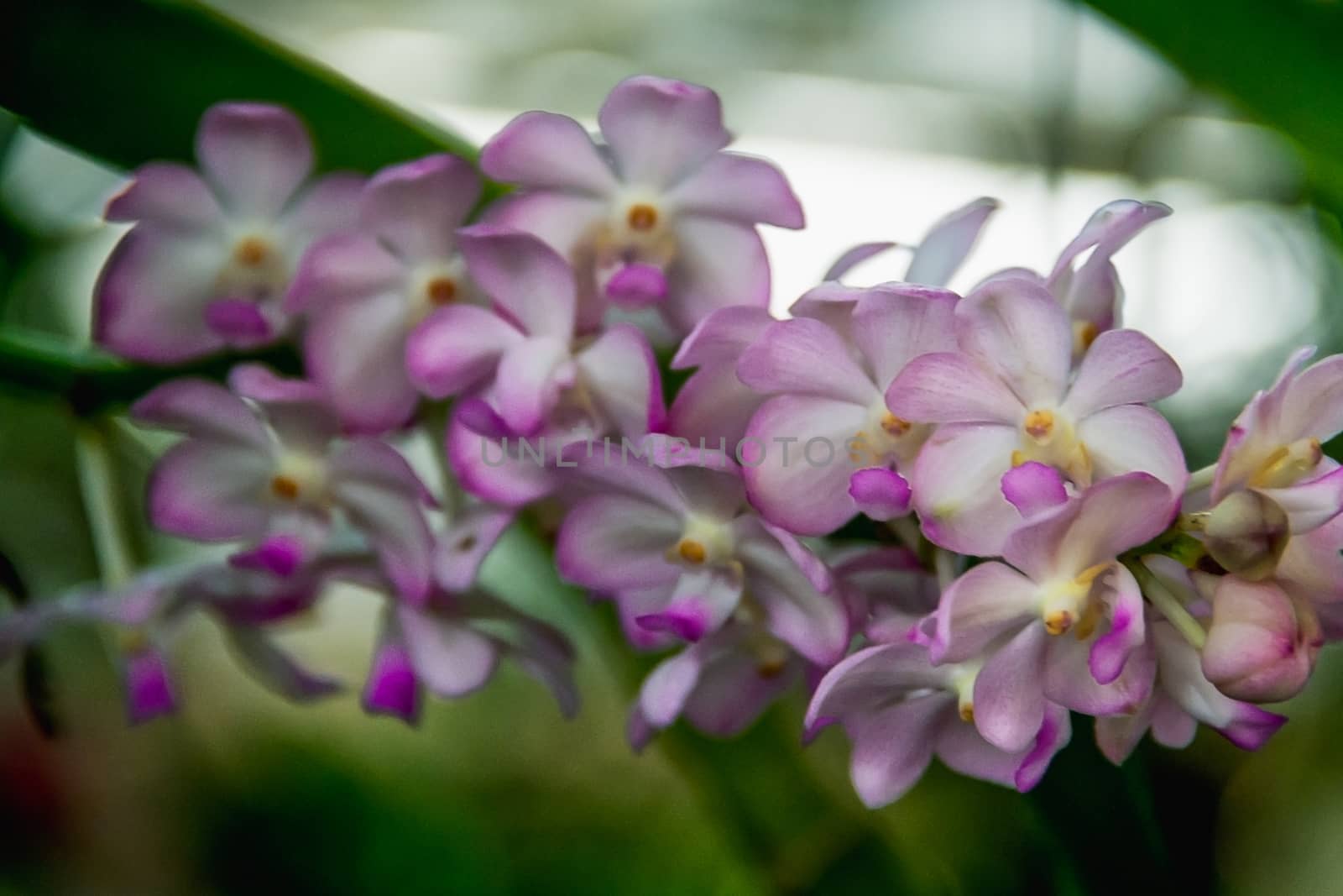 Closeup blurry purple and white Orchid on blurry background