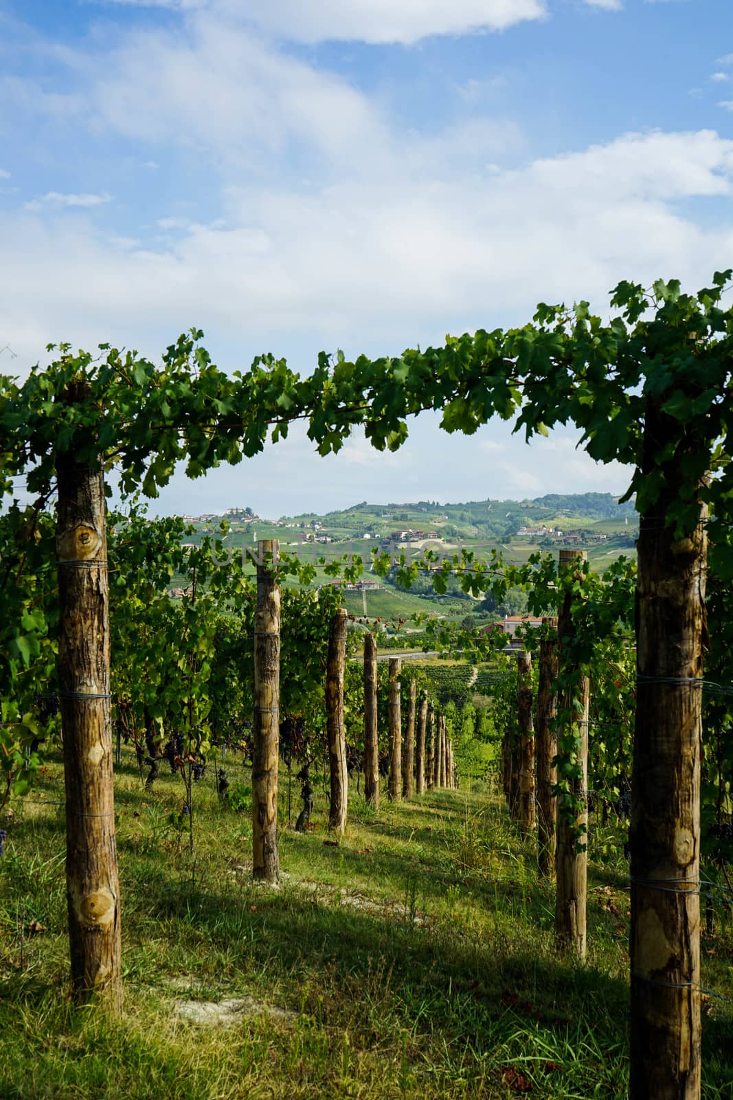 Vineyard on the hills of Barolo, Piedmont - Italy