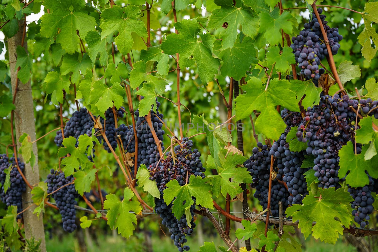 Vineyard on the hills of Barolo, Piedmont - Italy