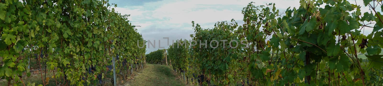 Grapes and vineyards by cosca