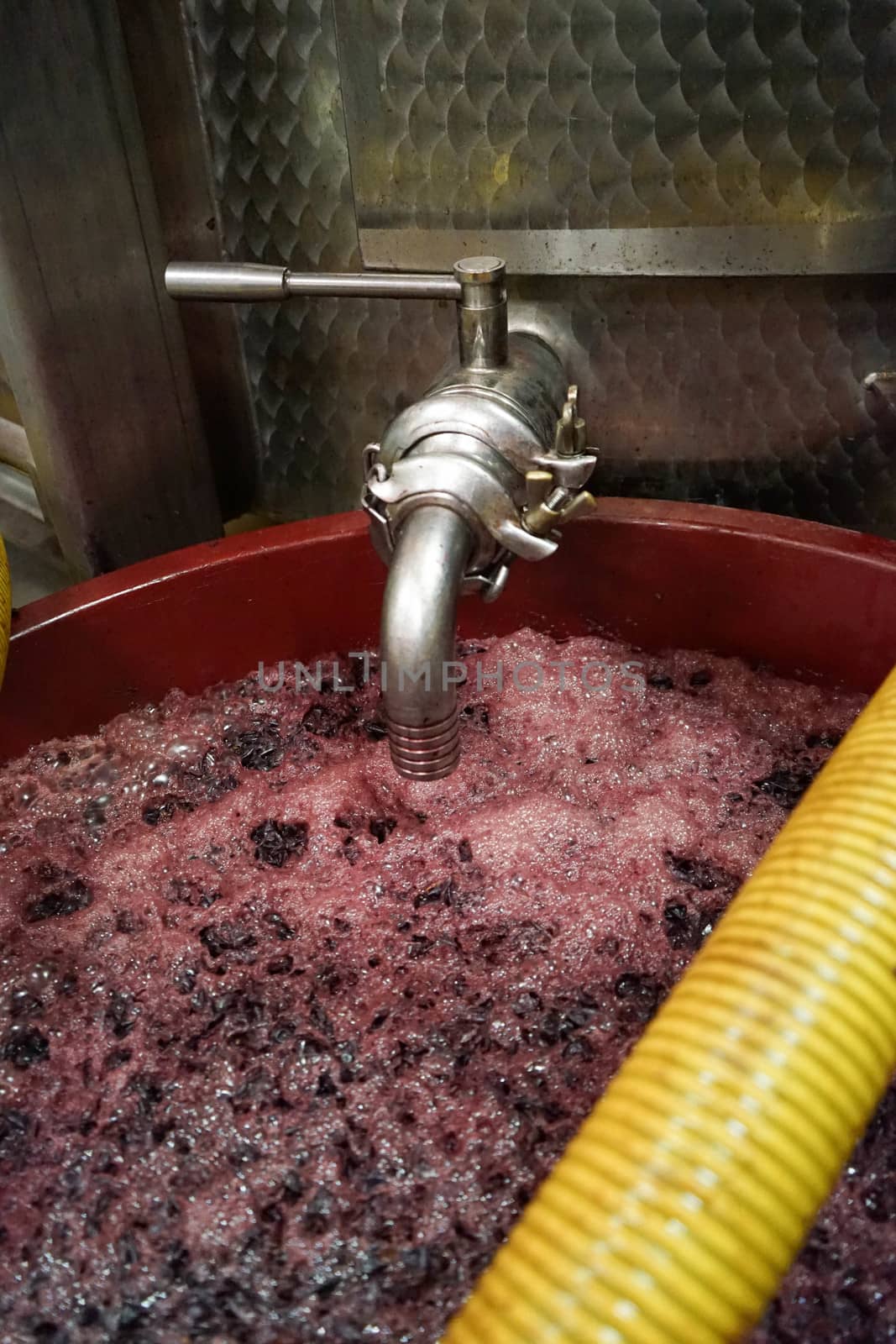 Grape fermentation by cosca