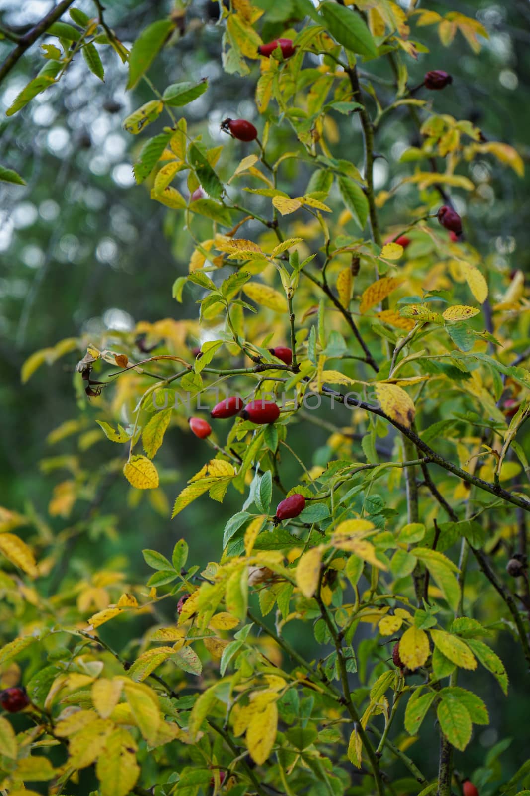 Rose hip in the country of La Morra, Piedmont - Italy