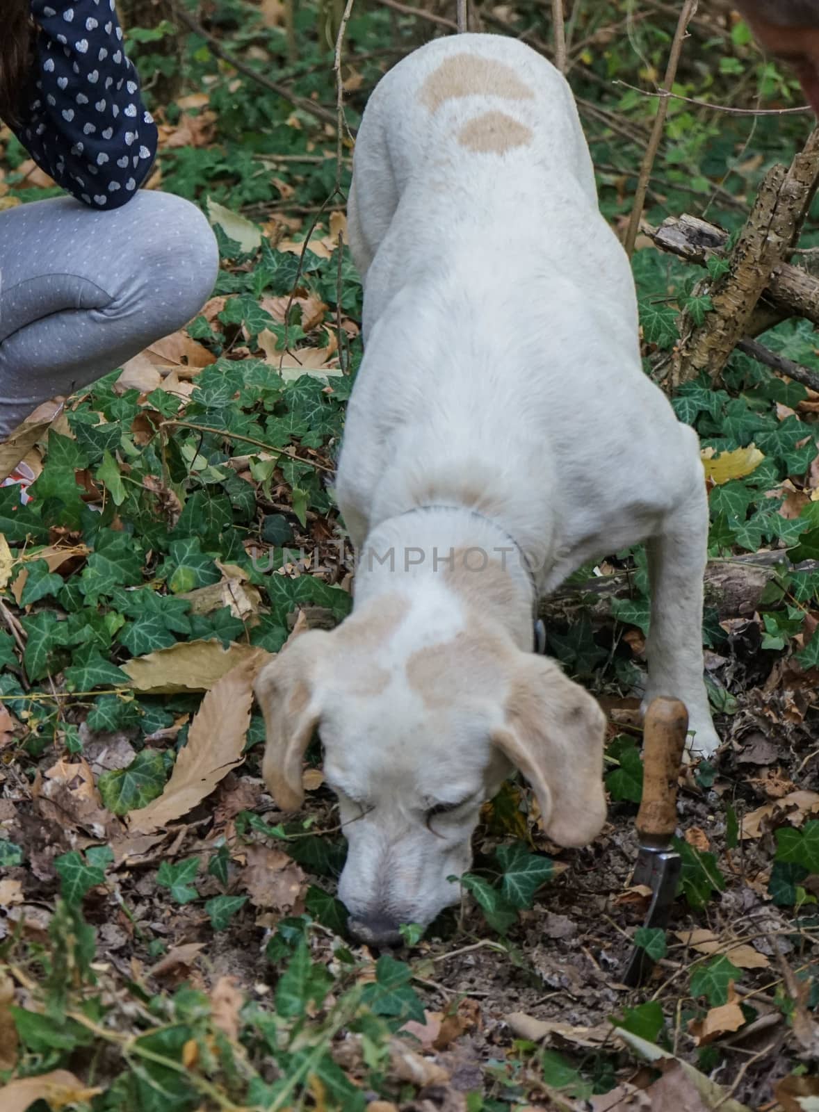 Truffle dog in the Langhe by cosca