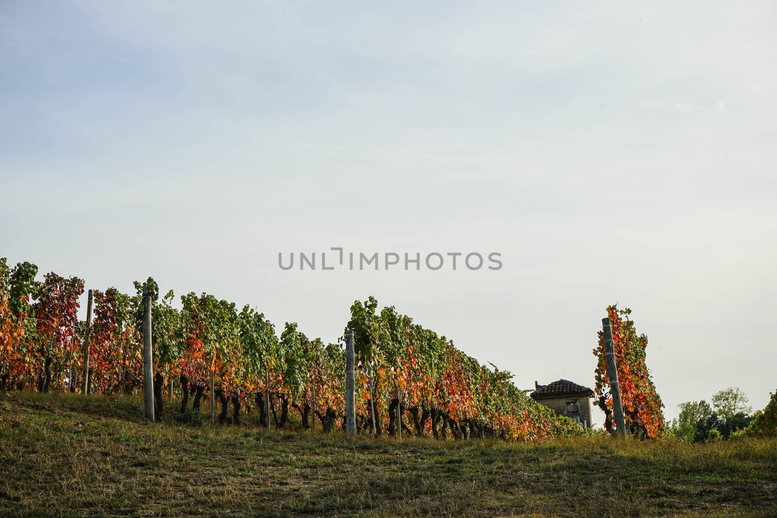 Vineyards in the Langhe around La Morra