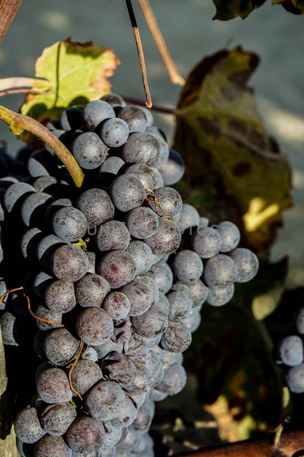 Vineyards waiting for harvest