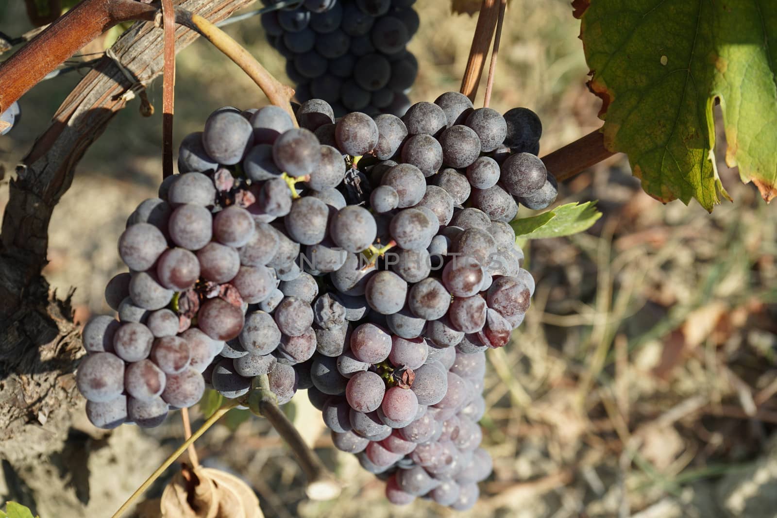 Vineyards around Barolo, Piedmont - Italy by cosca