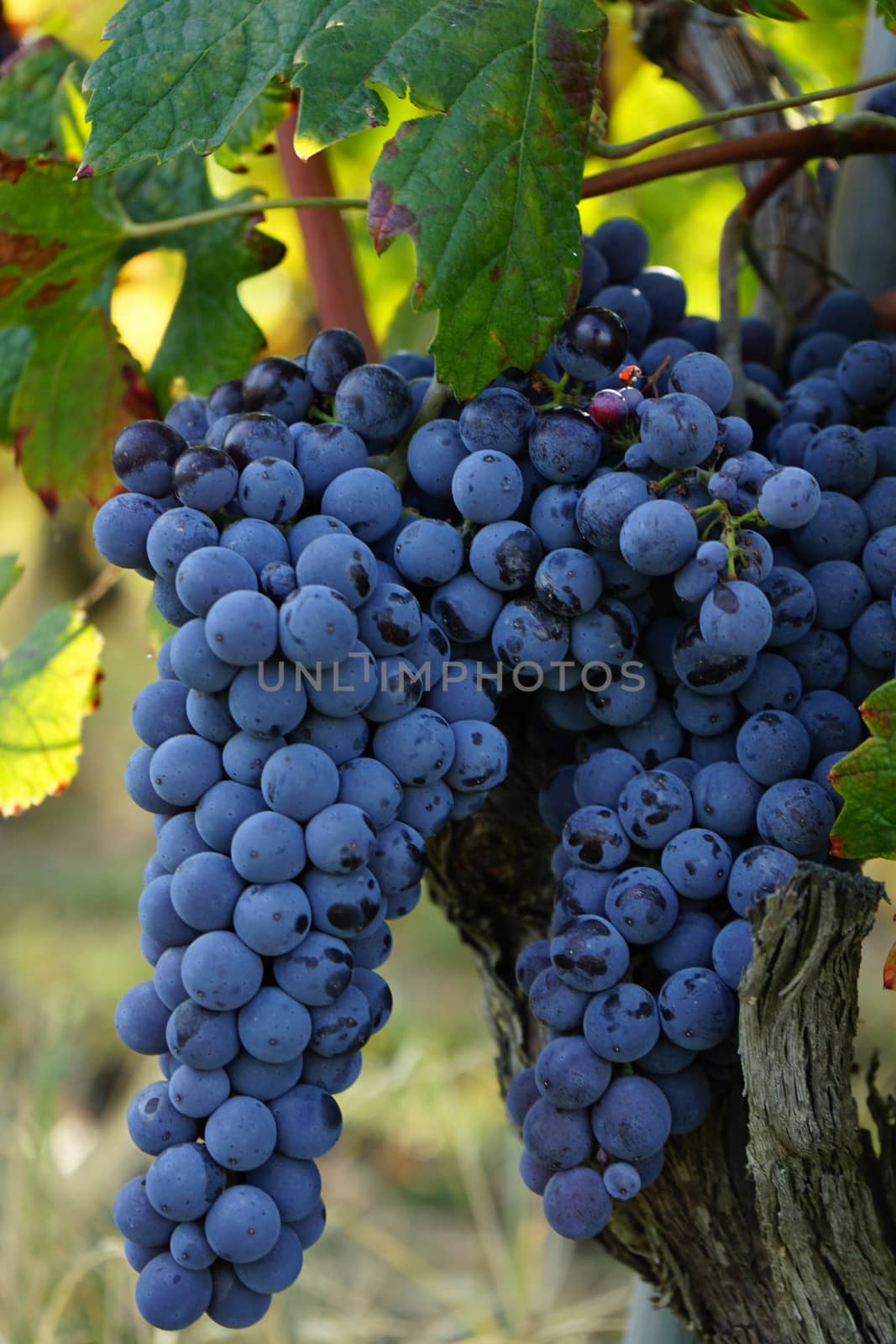 Vineyards around Barolo, Piedmont - Italy by cosca