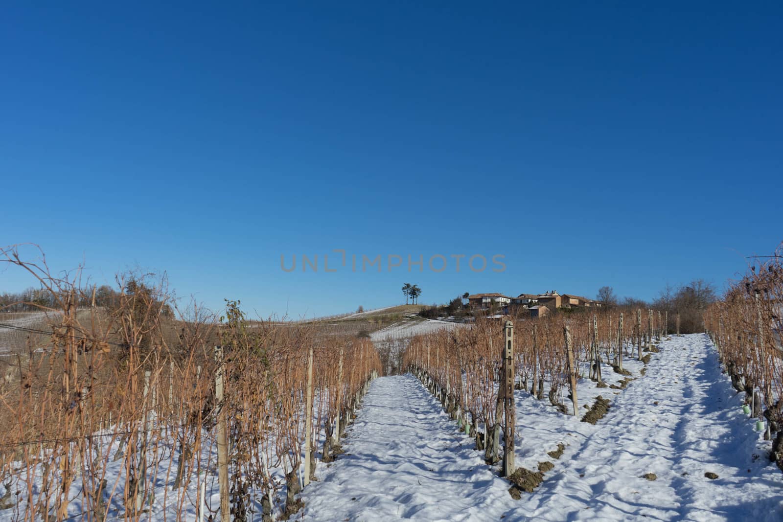 View of the Langhe hills with snow, Piedmont - Italy by cosca