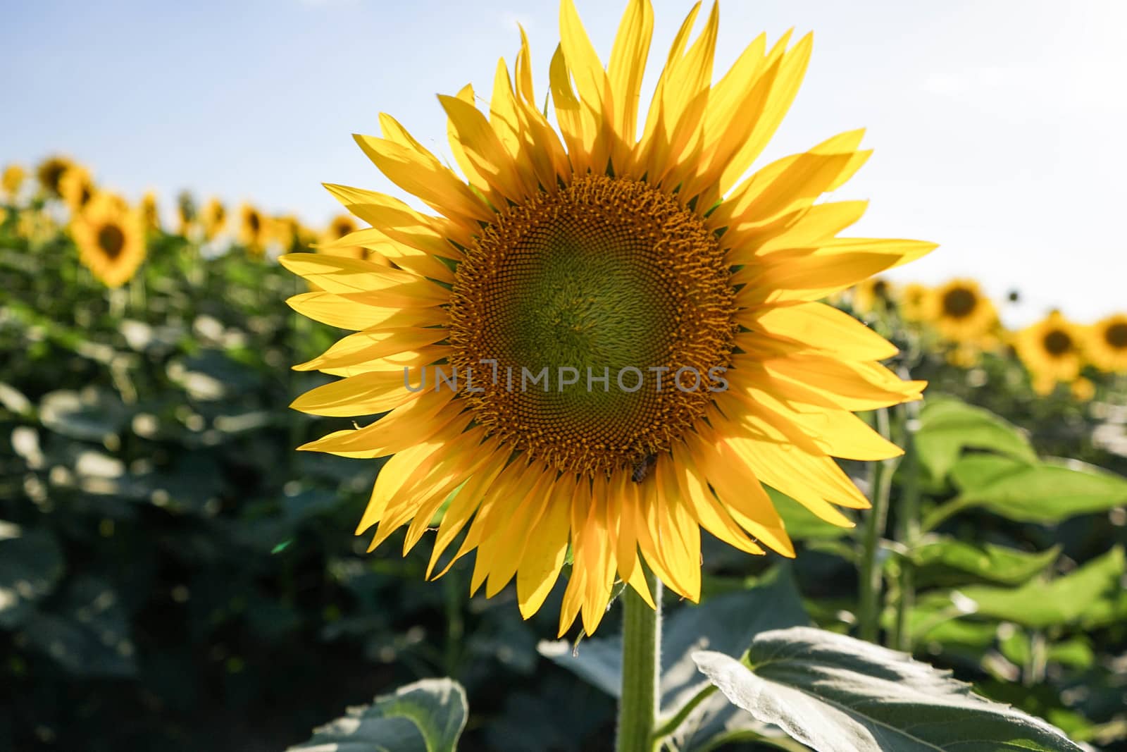 Field of sunflowers near Lucca, Tuscany - Italy