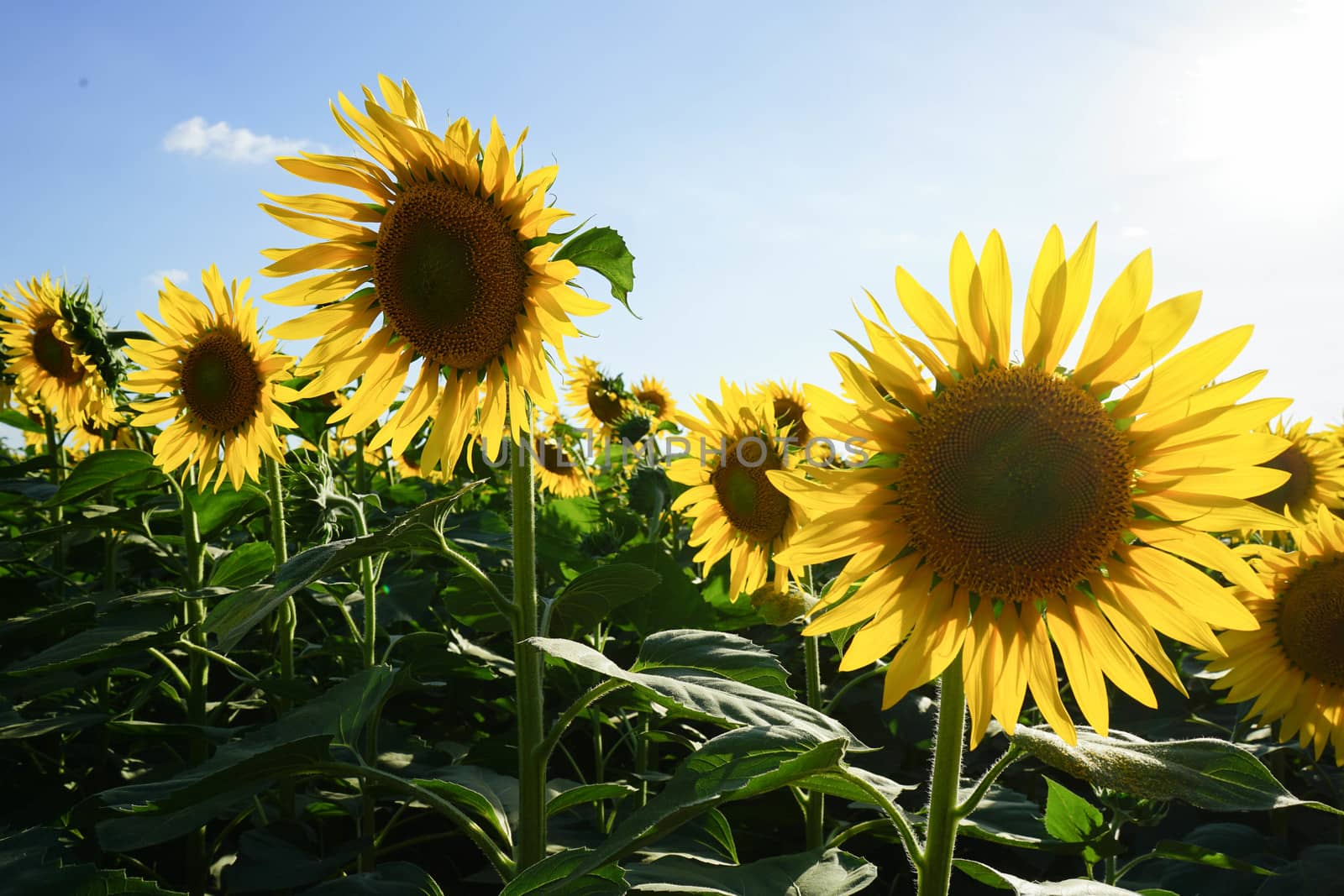 Sunflower field at dusk by cosca