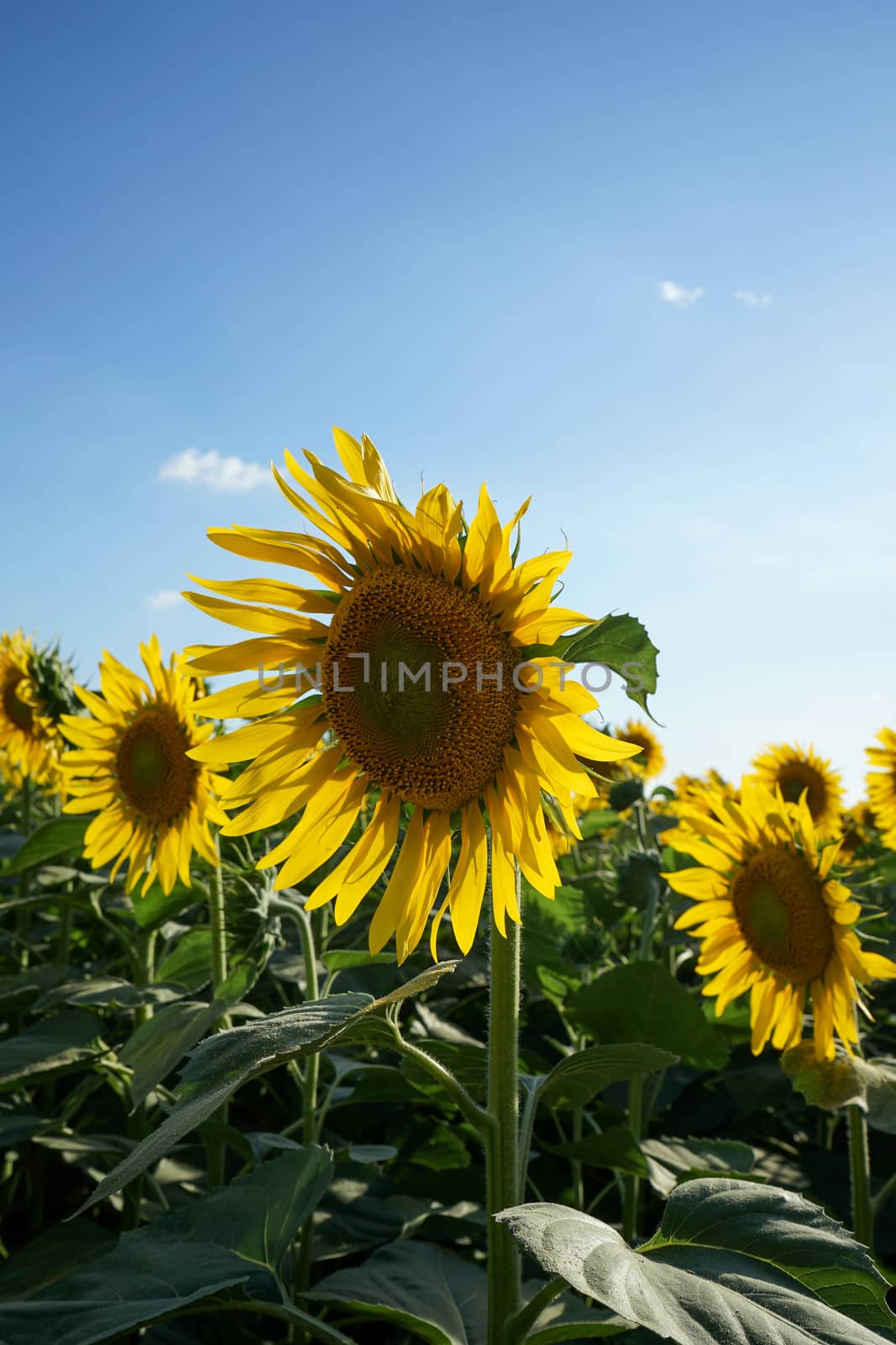 Sunflower field at dusk by cosca