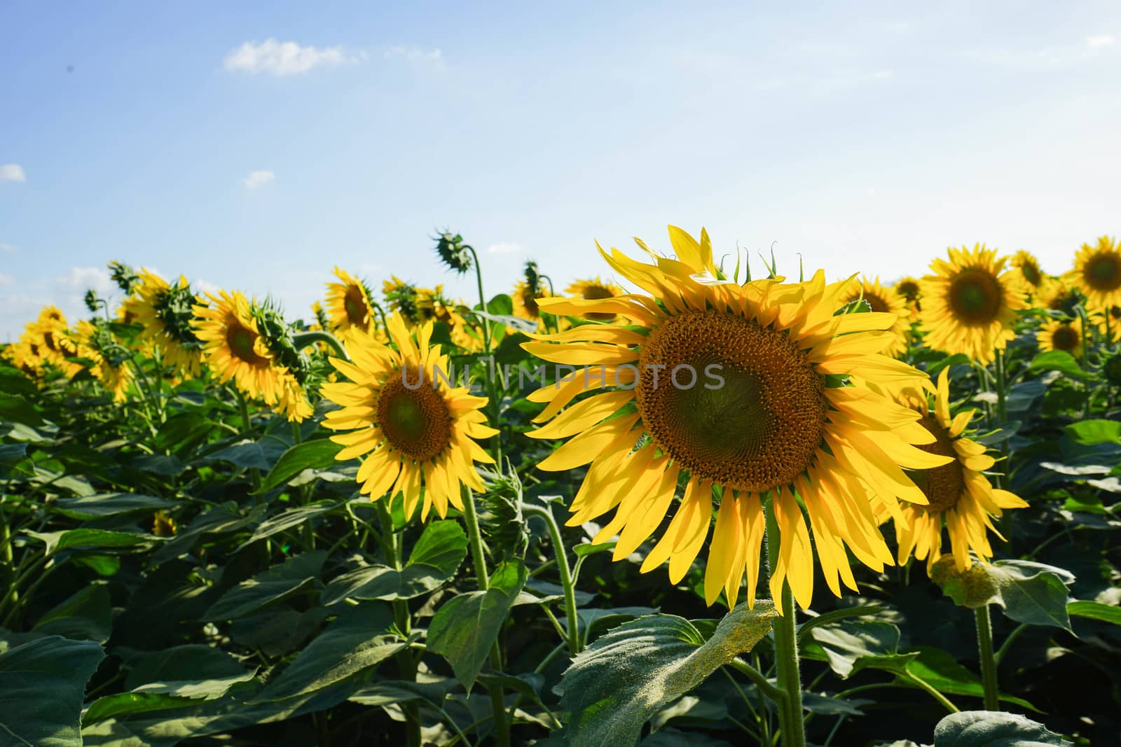 Sunflower field at dusk by cosca