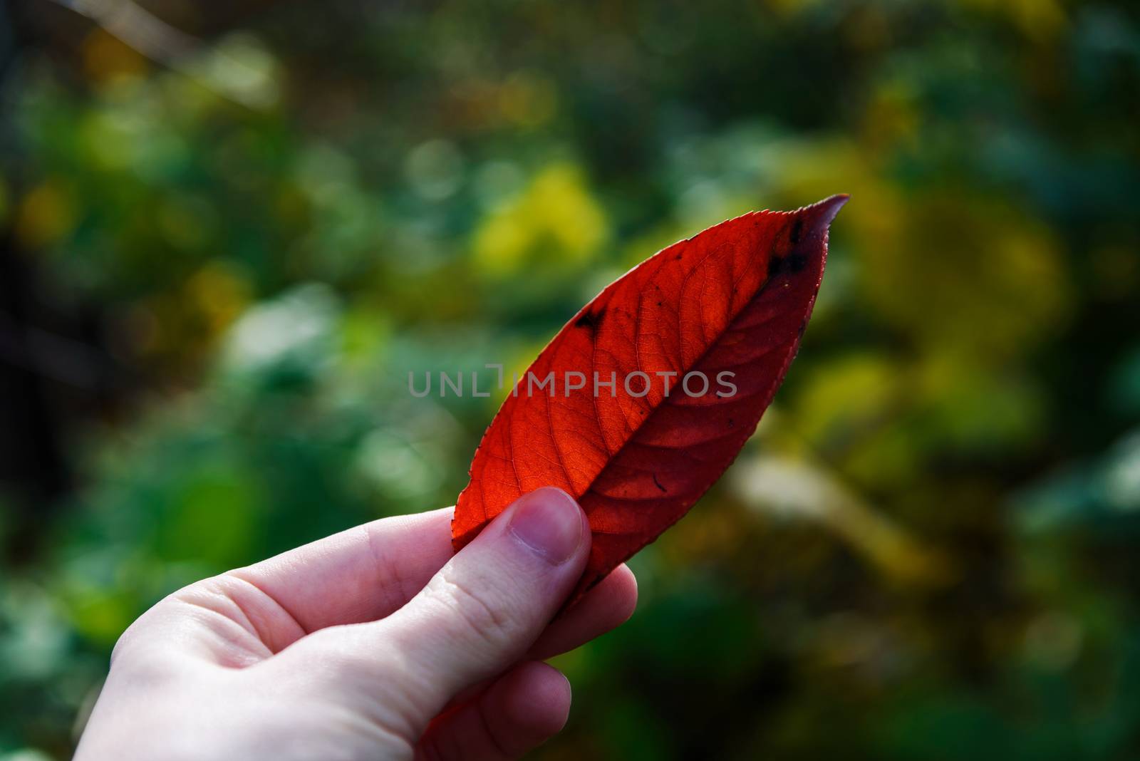 Autumn red peach tree leaf in hand closeup