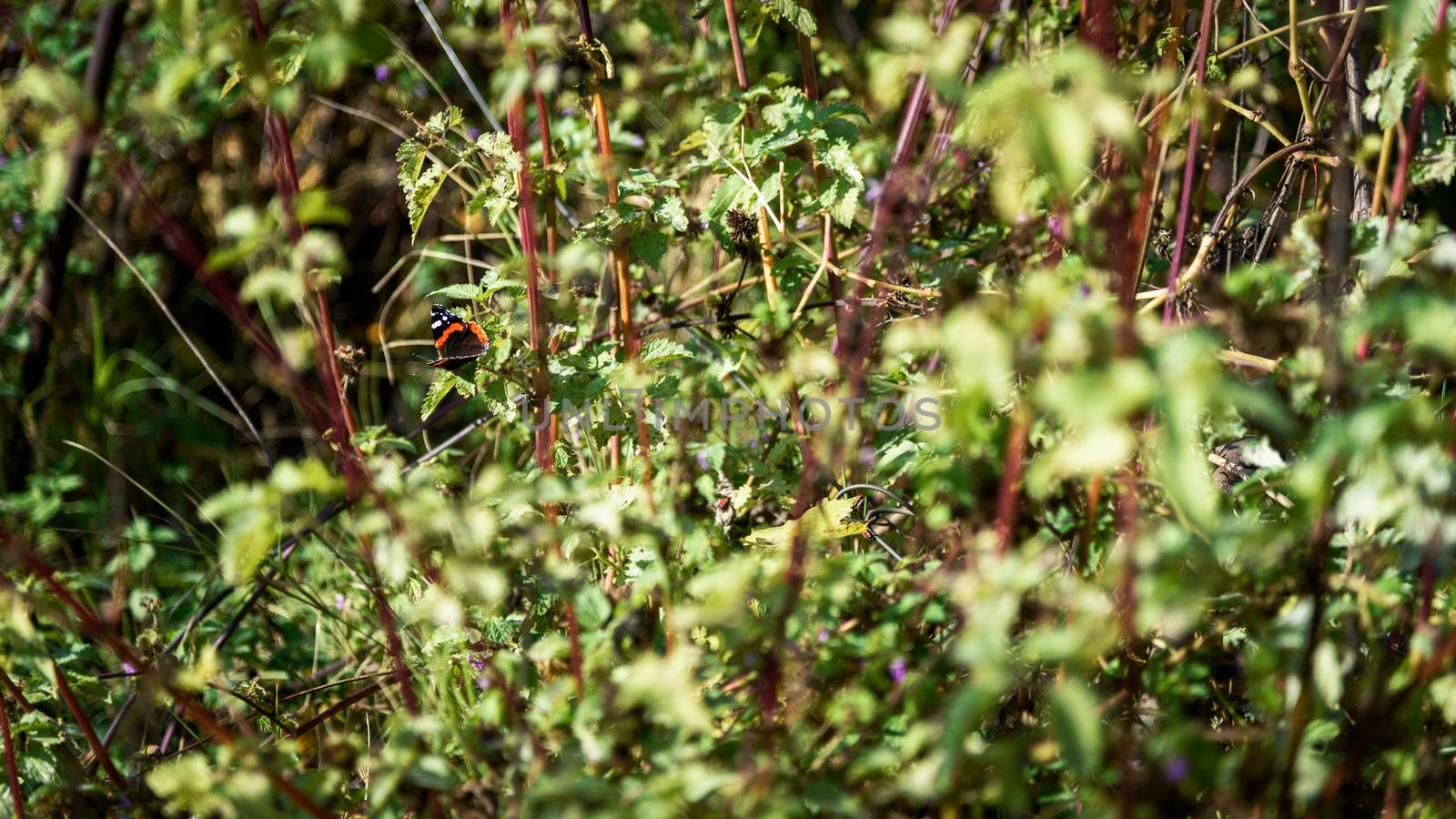 Butterfly sits on nettle bush by WolfWilhelm