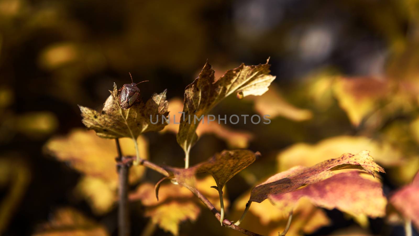 Bedbug Bug Of The Stink (Heteroptera) on leaf closeup autumn background by WolfWilhelm