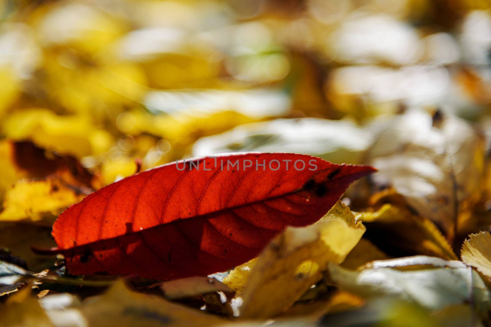 Red peach leaf on yellow autumn background by WolfWilhelm