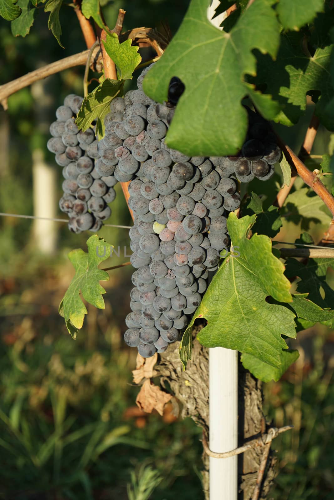 Vineyards waiting for harvest by cosca