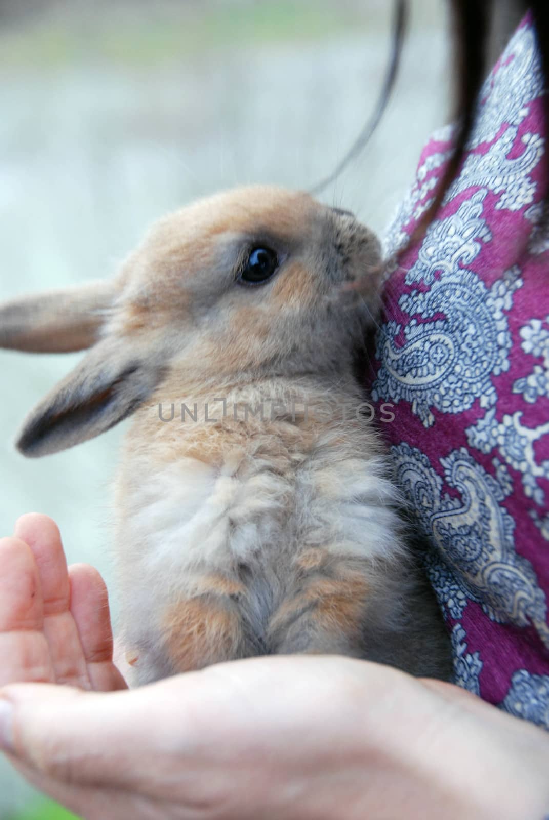 Rabbit in her hands