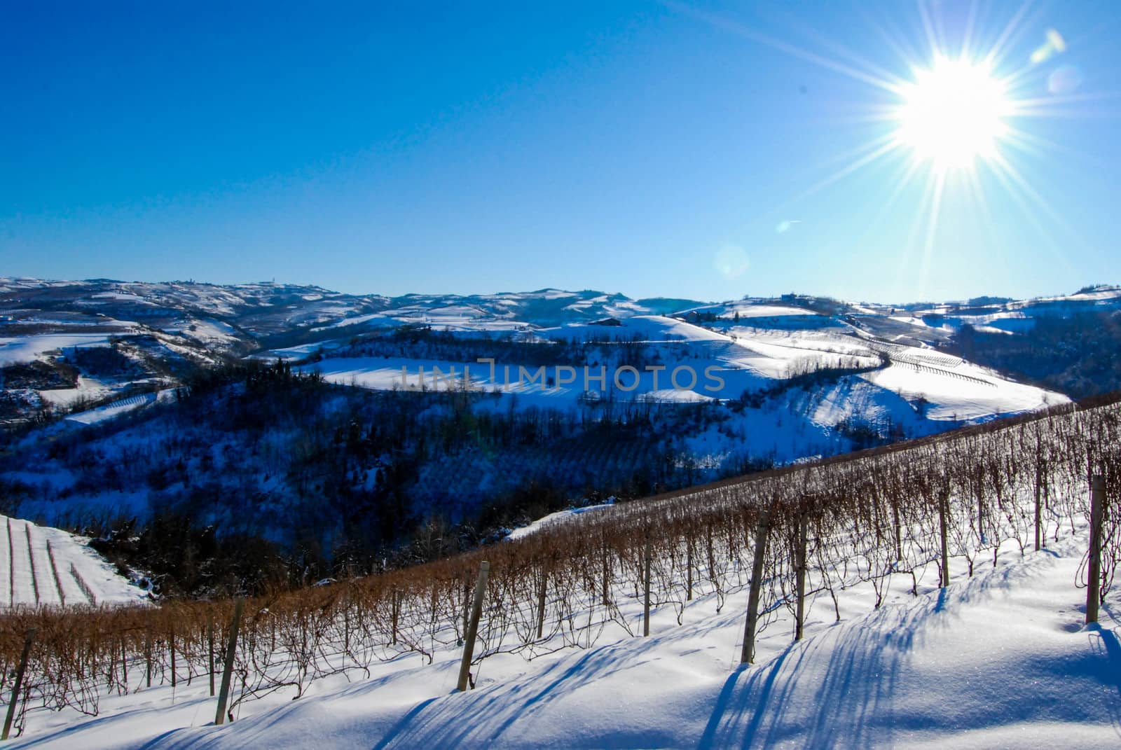 Vineyard of Langhe with snow, Piedmont - Italy by cosca