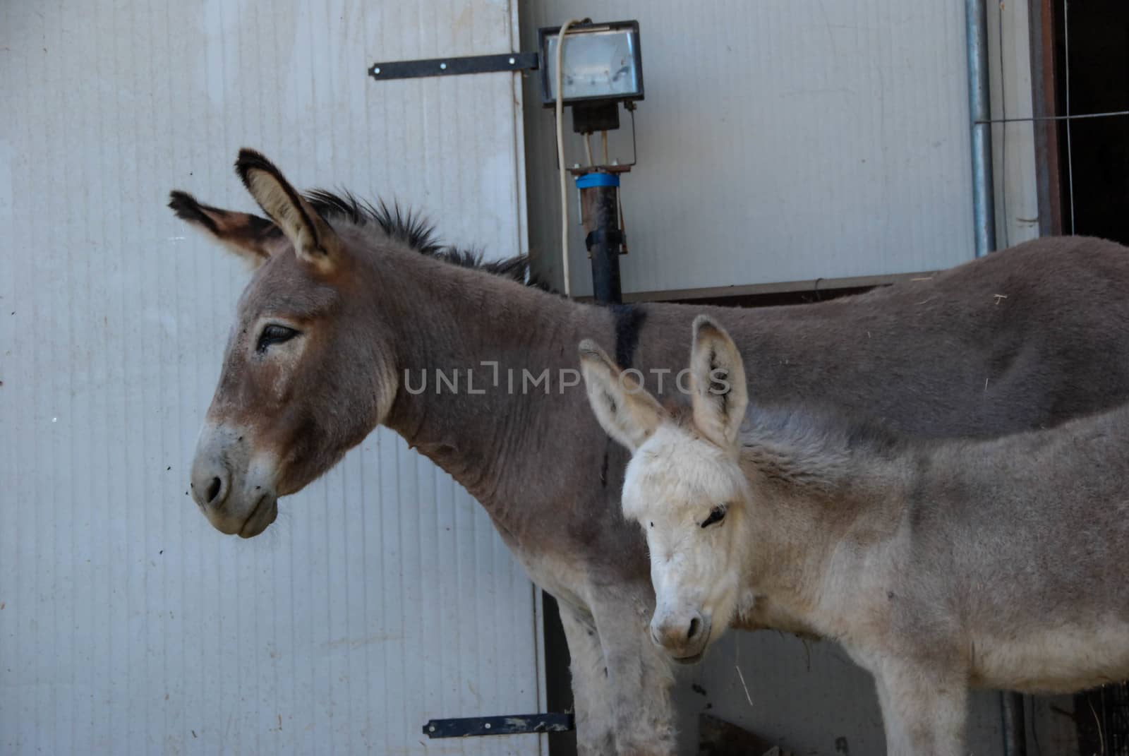 Donkeys: mother and son by cosca