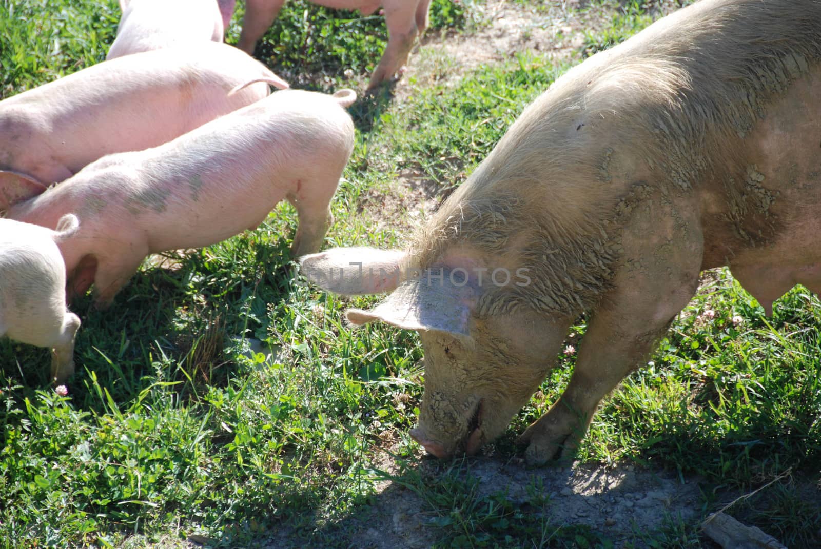Some piglets looking for food by cosca