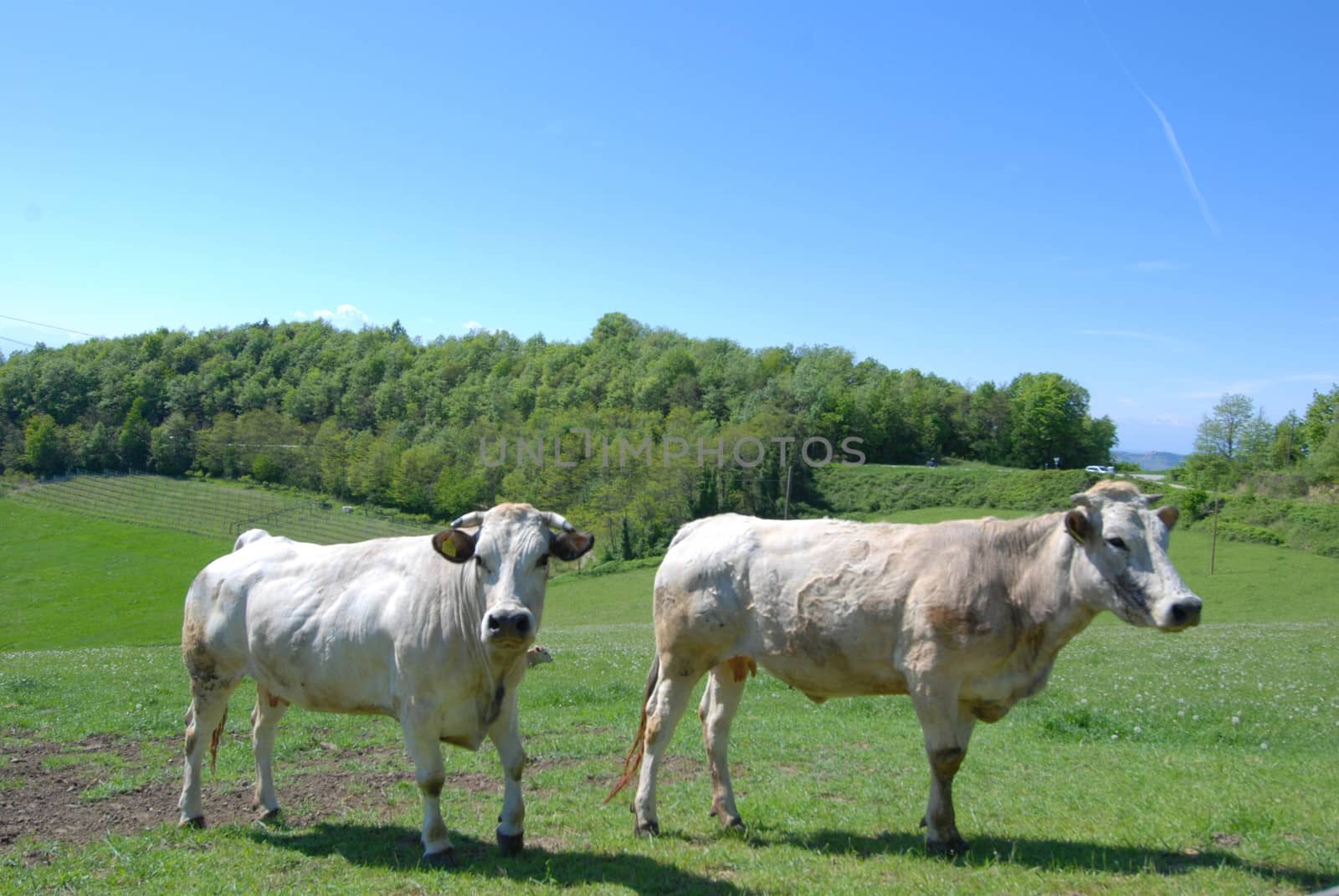 Cows grazing free in Langa, Piedmont - Italy