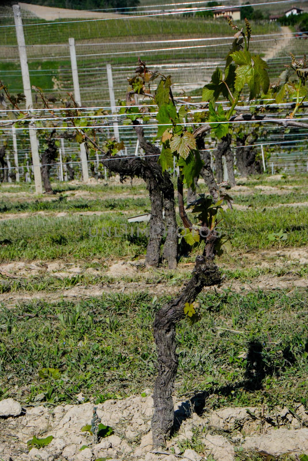Detail of a vineyard, La Morra, Piedmont - Italy by cosca