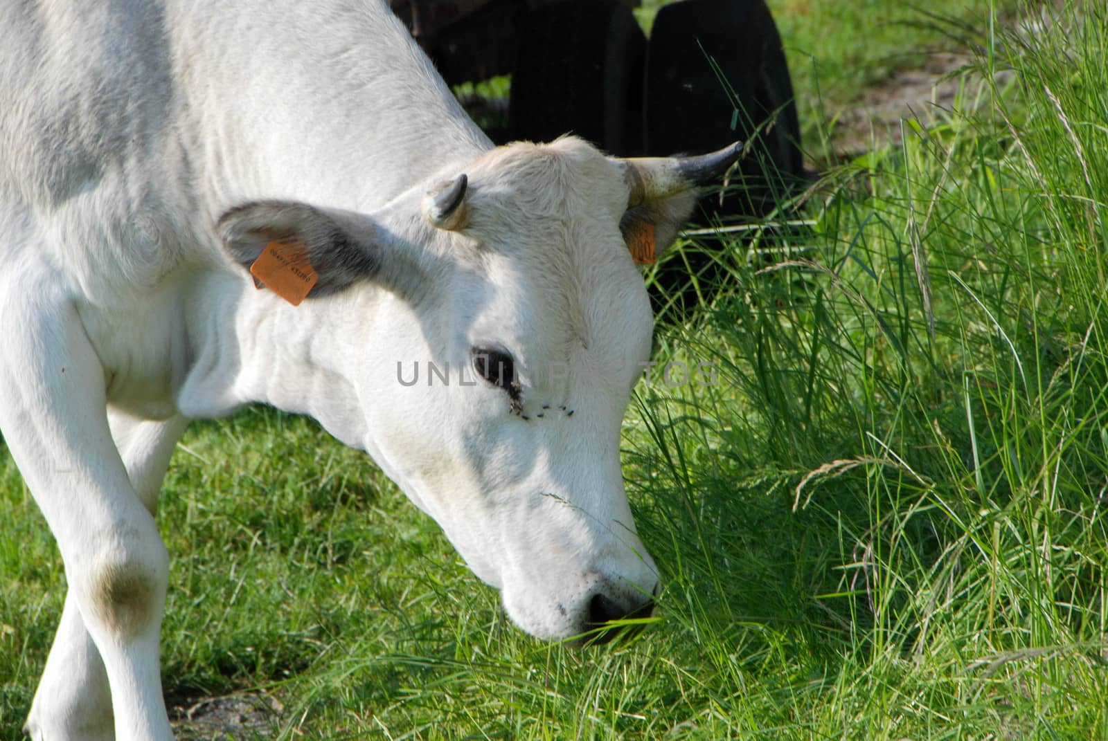 Cows grazing by cosca