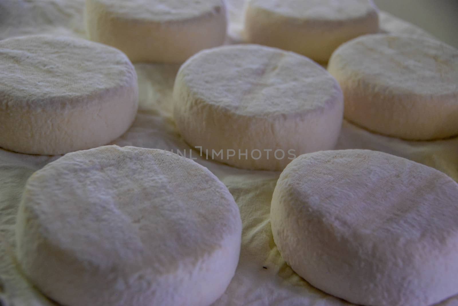 Italian Toma Langhe cheese in Piedmont - Italy by cosca