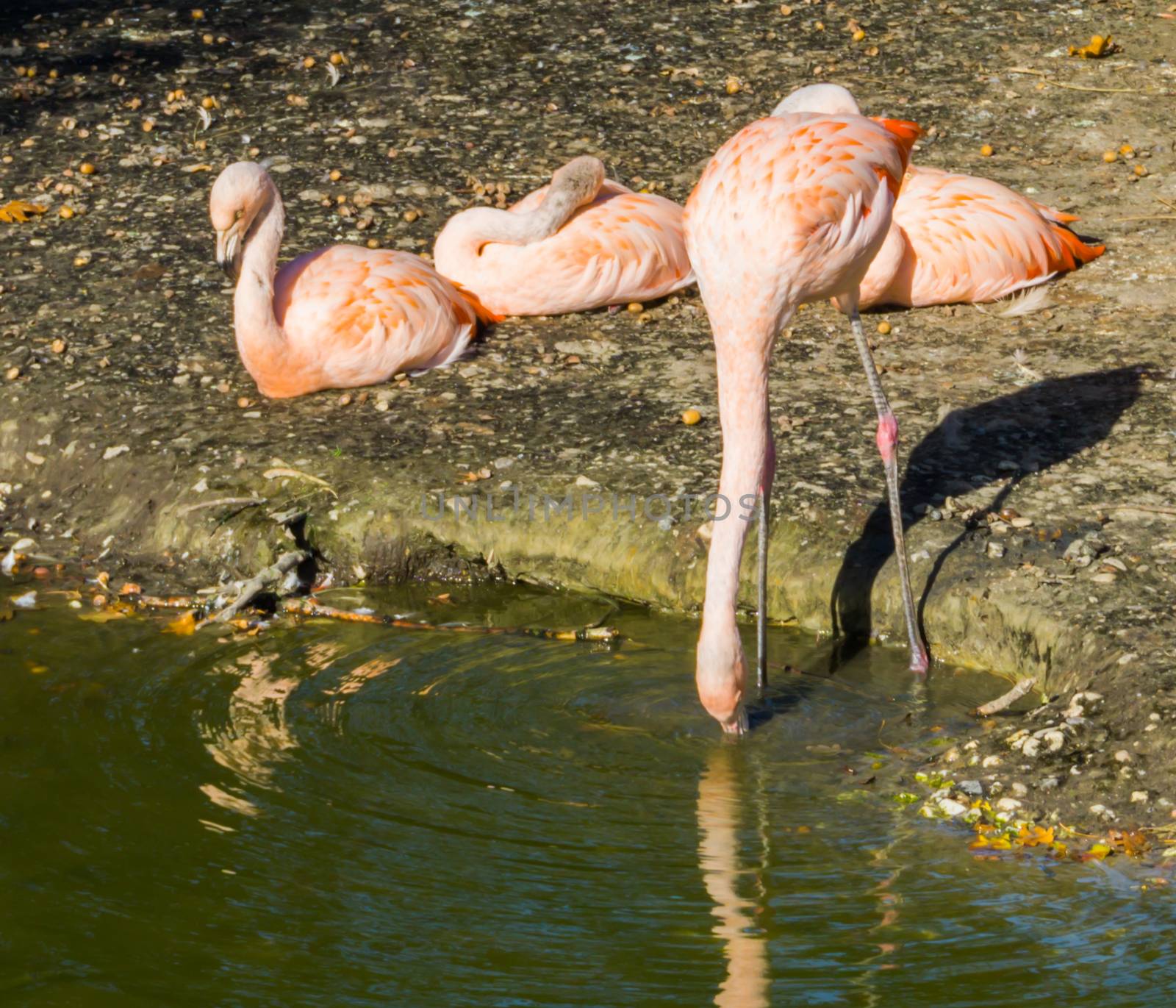 Thirsty pink Chilean flamingo drinking water out of the lake and three other flamingos sitting in the background by charlottebleijenberg